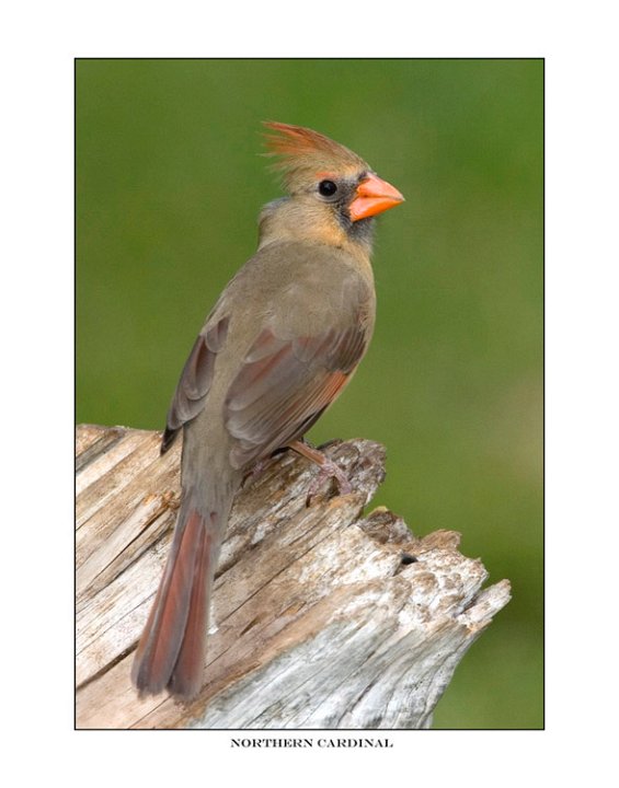 3239 female cardinal.jpg